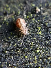 Cerobasis