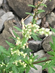 Artemisia verlotiorum