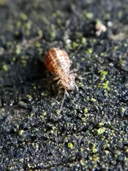 Cerobasis