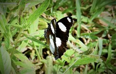 Hypolimnas misippus