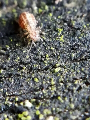Cerobasis