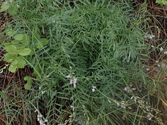 Astragalus miser