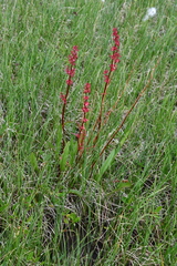 Rumex arcticus