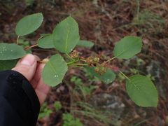 Amelanchier alnifolia