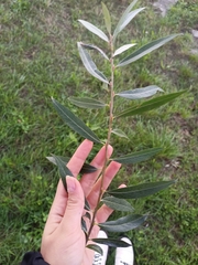 Salix alba