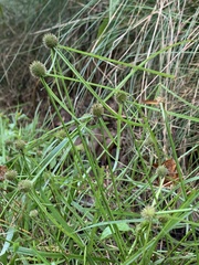 Cyperus brevifolioides