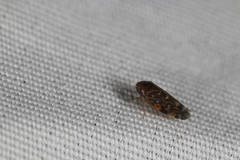 Xestocephalus