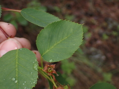 Amelanchier alnifolia
