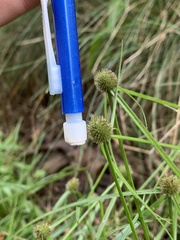 Cyperus brevifolioides