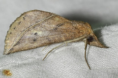 Phyprosopus callitrichoides