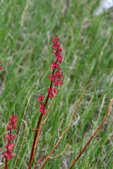 Rumex arcticus