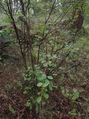 Amelanchier alnifolia