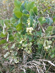 Symphoricarpos albus