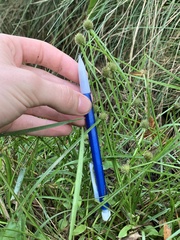 Cyperus brevifolioides