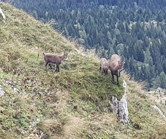 Capra ibex
