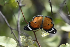 Hypolimnas misippus