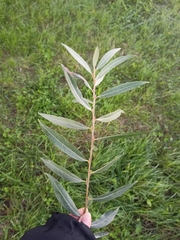 Salix alba