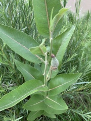 Asclepias speciosa