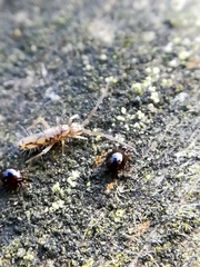 Entomobrya intermedia