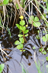 Ranunculus lapponicus