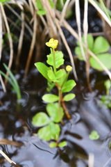 Ranunculus lapponicus