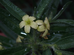 Lithospermum ruderale