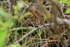 Crotalus oreganus oreganus