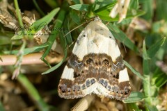 Acontia lucida
