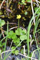 Ranunculus lapponicus