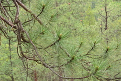 Pinus ponderosa