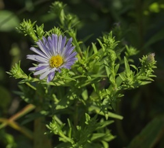 Symphyotrichum novae-angliae