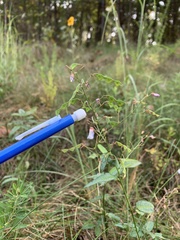 Desmodium paniculatum paniculatum