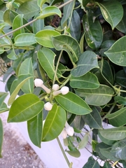 Stephanotis floribunda