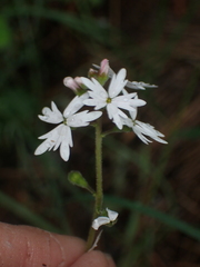 Lithophragma