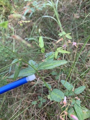 Desmodium paniculatum paniculatum
