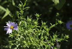 Symphyotrichum novae-angliae