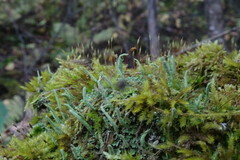 Cladonia coccifera