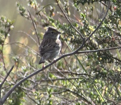 Ammodramus humeralis