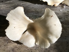Pleurotus ostreatus