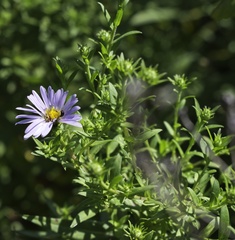 Symphyotrichum novae-angliae