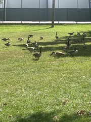 Branta canadensis