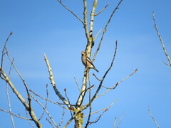Coccothraustes coccothraustes