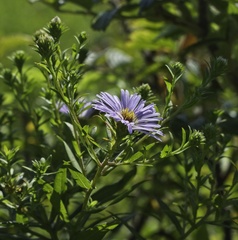 Symphyotrichum novae-angliae