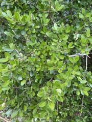 Ilex vomitoria