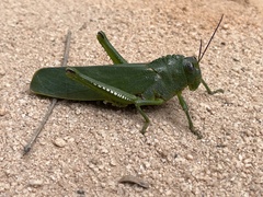 Titanacris olfersii