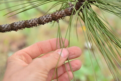 Pinus ponderosa