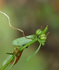 Callitriche cophocarpa