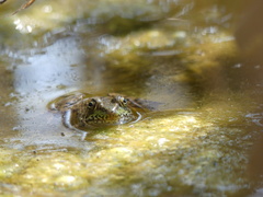 Lithobates clamitans