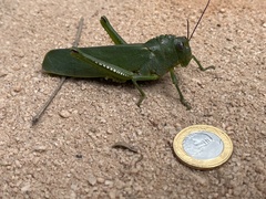 Titanacris olfersii