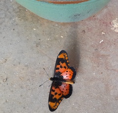 Acraea acara